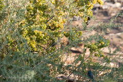 Psaltriparus minimus