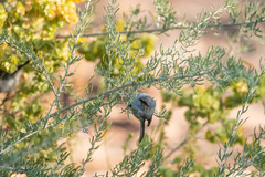 Psaltriparus minimus