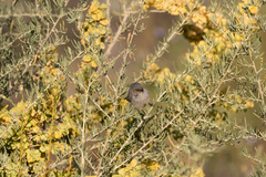 Psaltriparus minimus