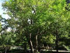 Cocculus laurifolius