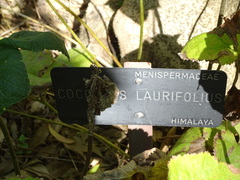 Cocculus laurifolius