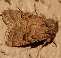 Protorthodes oviduca