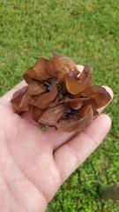 Auricularia