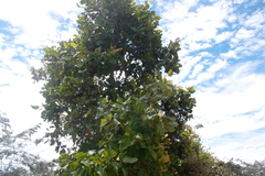 Curatella americana