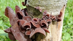 Auricularia