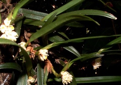 Maxillaria neglecta