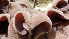Auricularia