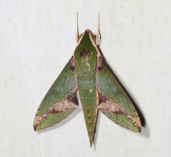 Xylophanes chiron nechus