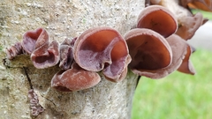 Auricularia
