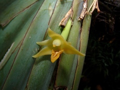Maxillaria valenzuelana