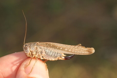Platycleis intermedia