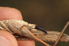 Platycleis intermedia