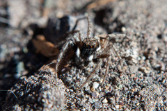 Menemerus semilimbatus