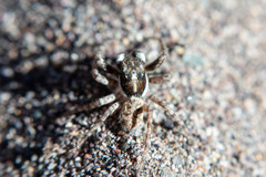 Menemerus semilimbatus