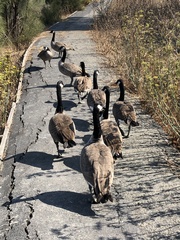 Branta canadensis