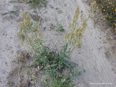 Rumex papillaris