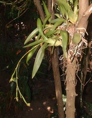 Rhynchostele rossii