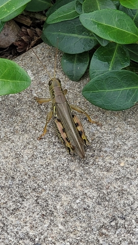 Differential grasshopper