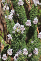 Serruria brownii