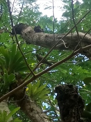 Thraupis palmarum