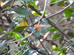 Eudulini