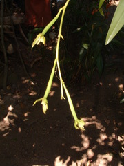Rhynchostele rossii