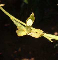 Rhynchostele rossii