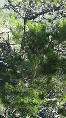 Pinus greggii