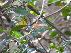 Eudulini