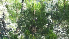 Pinus greggii