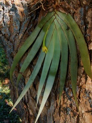 Maxillaria valenzuelana
