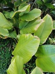 Calathea lutea