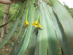 Maxillaria valenzuelana