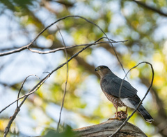 Accipiter cooperii