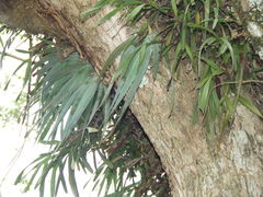 Maxillaria valenzuelana