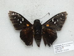 Pyrrhopyge erythrosticta