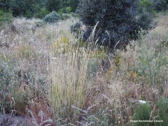 Agrostis canina