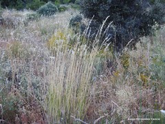 Agrostis canina