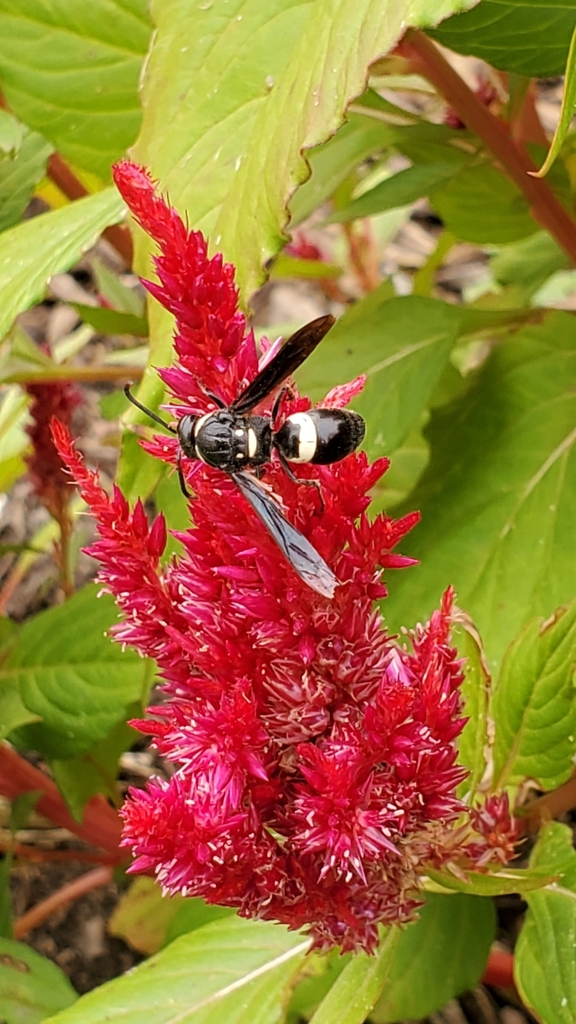 Four-toothed Mason Wasp