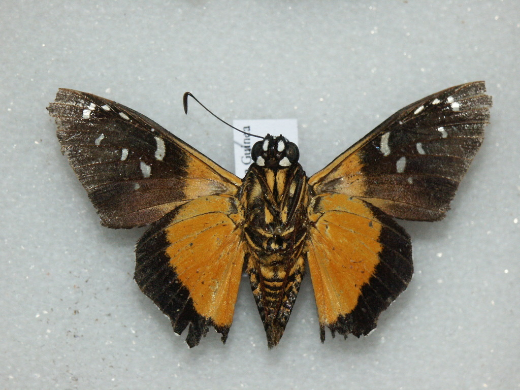 Spotted Skipper
