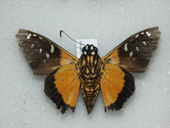 Pyrrhopyge erythrosticta