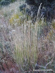 Agrostis canina