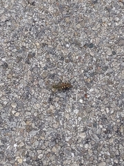 Melanoplus punctulatus