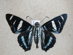 Jemadia pseudognetus