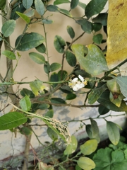 Citrus