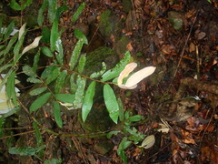 Chrysobalanaceae
