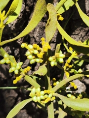 Phoradendron leucarpum angustifolium