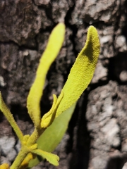 Phoradendron leucarpum angustifolium