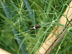 Papilio polyxenes