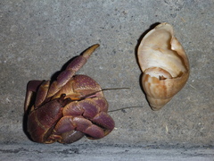 Coenobita brevimanus